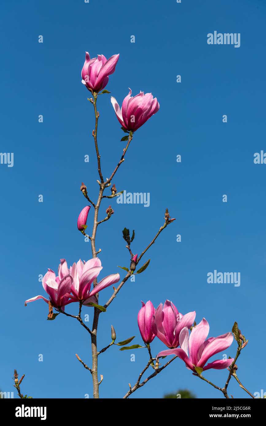 Magnolia ' Heaven Scent' Stock Photo