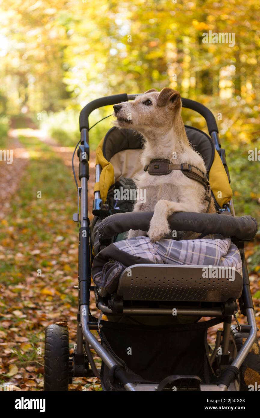 Senior Jack Russell in Pushchair Stock Photo Alamy