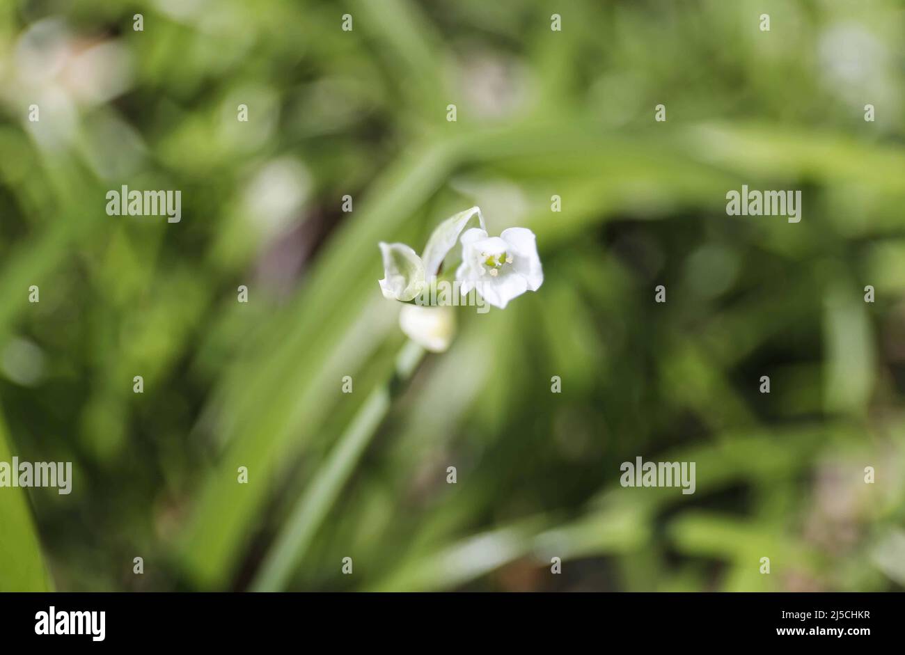 Blooming wild garlic in a forest. [automated translation] Stock Photo