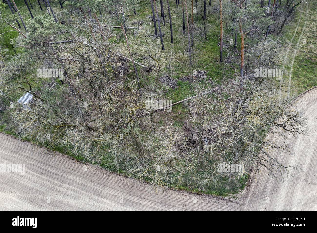 Result of the prolonged drought dried up trees at the edge of a field