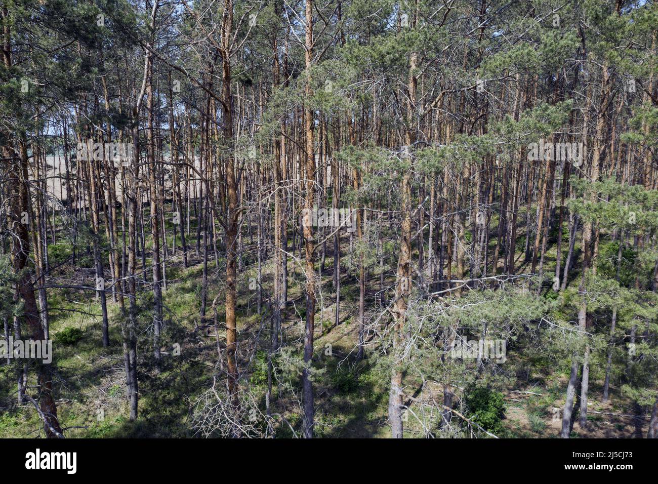 Result of the prolonged drought dried up trees at the edge of a field