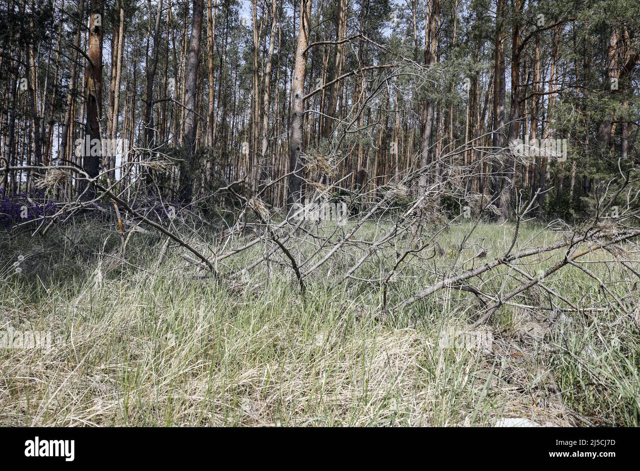 Result of the prolonged drought- dried up trees at the edge of a field. [automated translation] Stock Photo