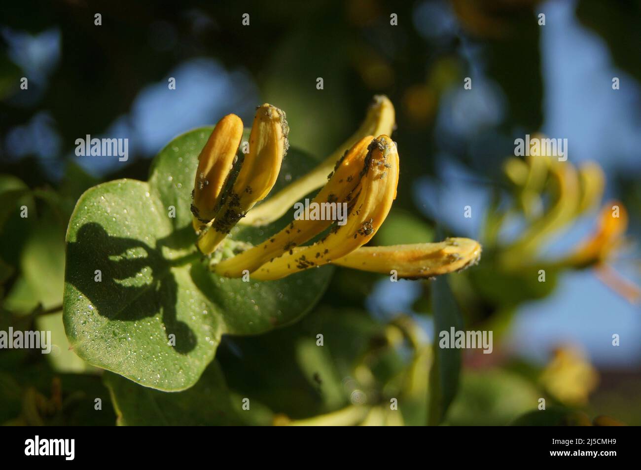 Close-up of Yellow Honeysuckle 'Lonicera flower buds with green bugs on the petals in the garden Stock Photo