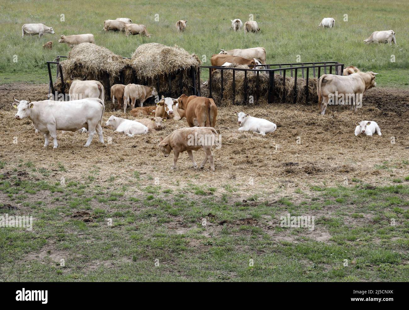 Free-range calves, cattle and cows of the Jahnsfelder Biolandhof in ...
