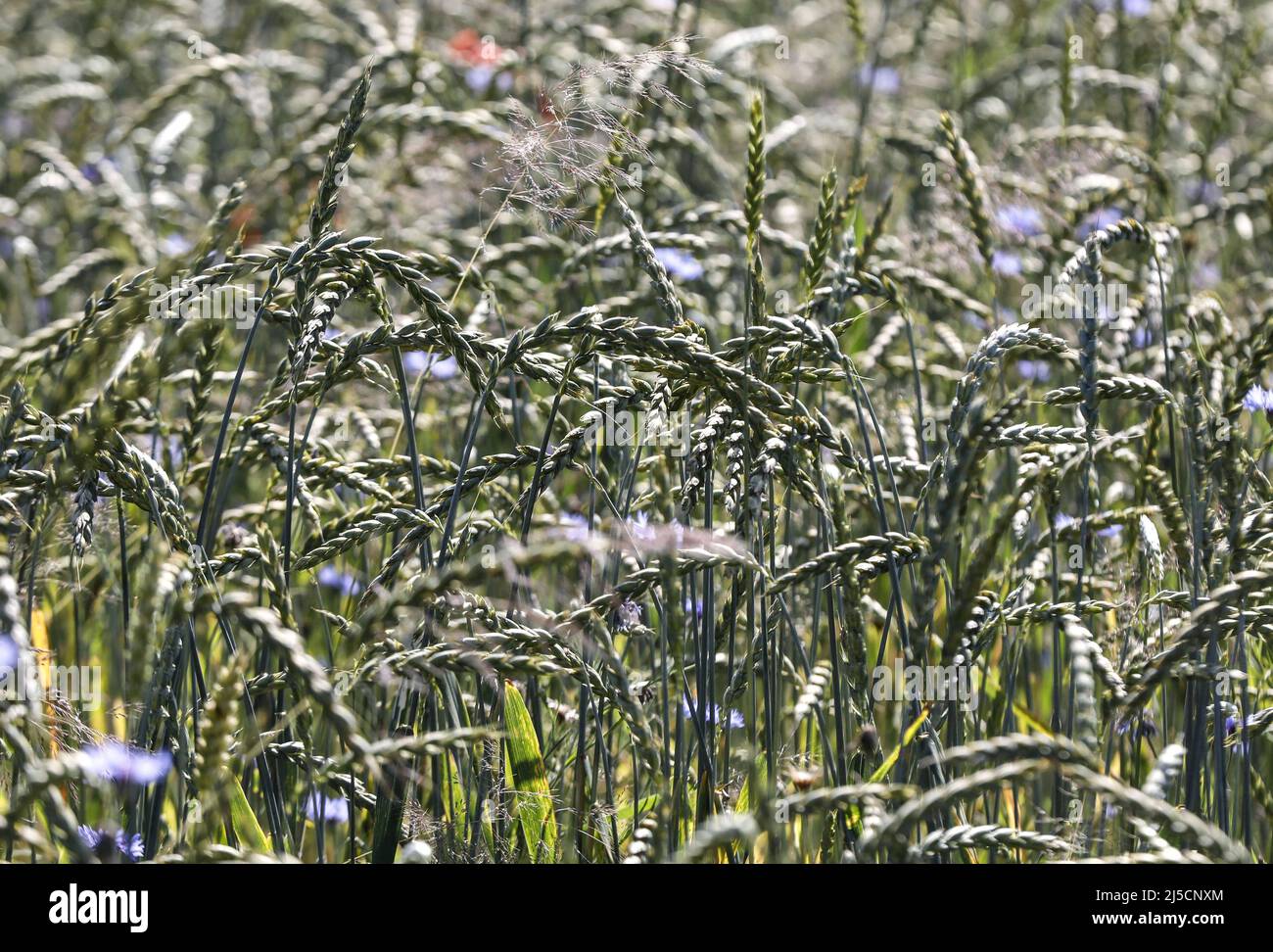 Muencheberg, DEU, 20.05.2020 - Field with spelt and blue cornflowers of the Jahnsfelder Biolandhof in Muencheberg, Brandenburg. [automated translation] Stock Photo