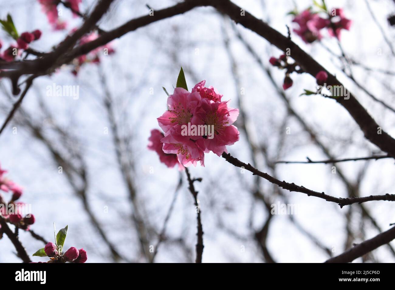 358 Japan Peach Blossom Stock Photos, High-Res Pictures, and Images - Getty  Images