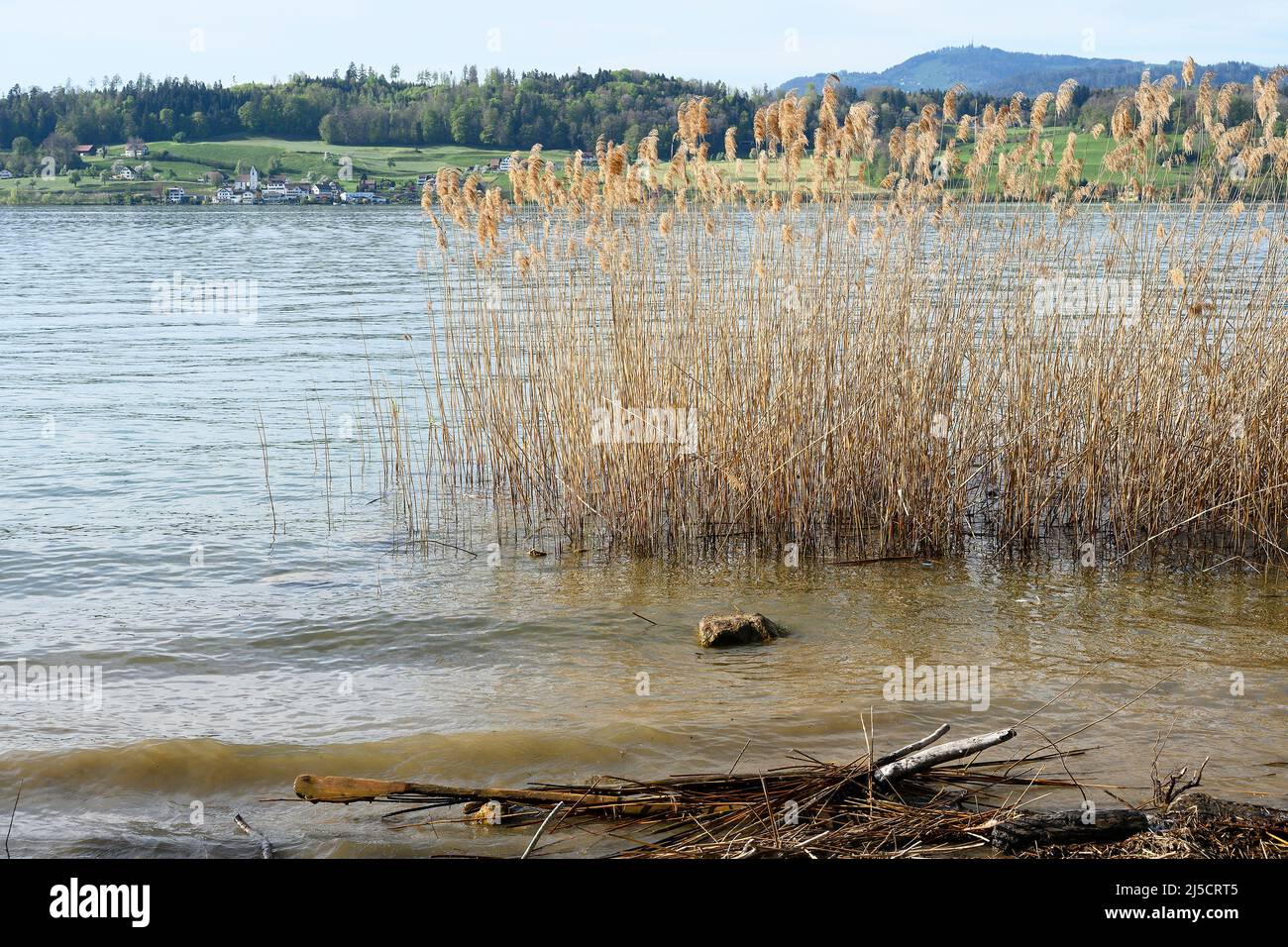 Reeds on the shore of Lake Zurich, Switzerland Stock Photo