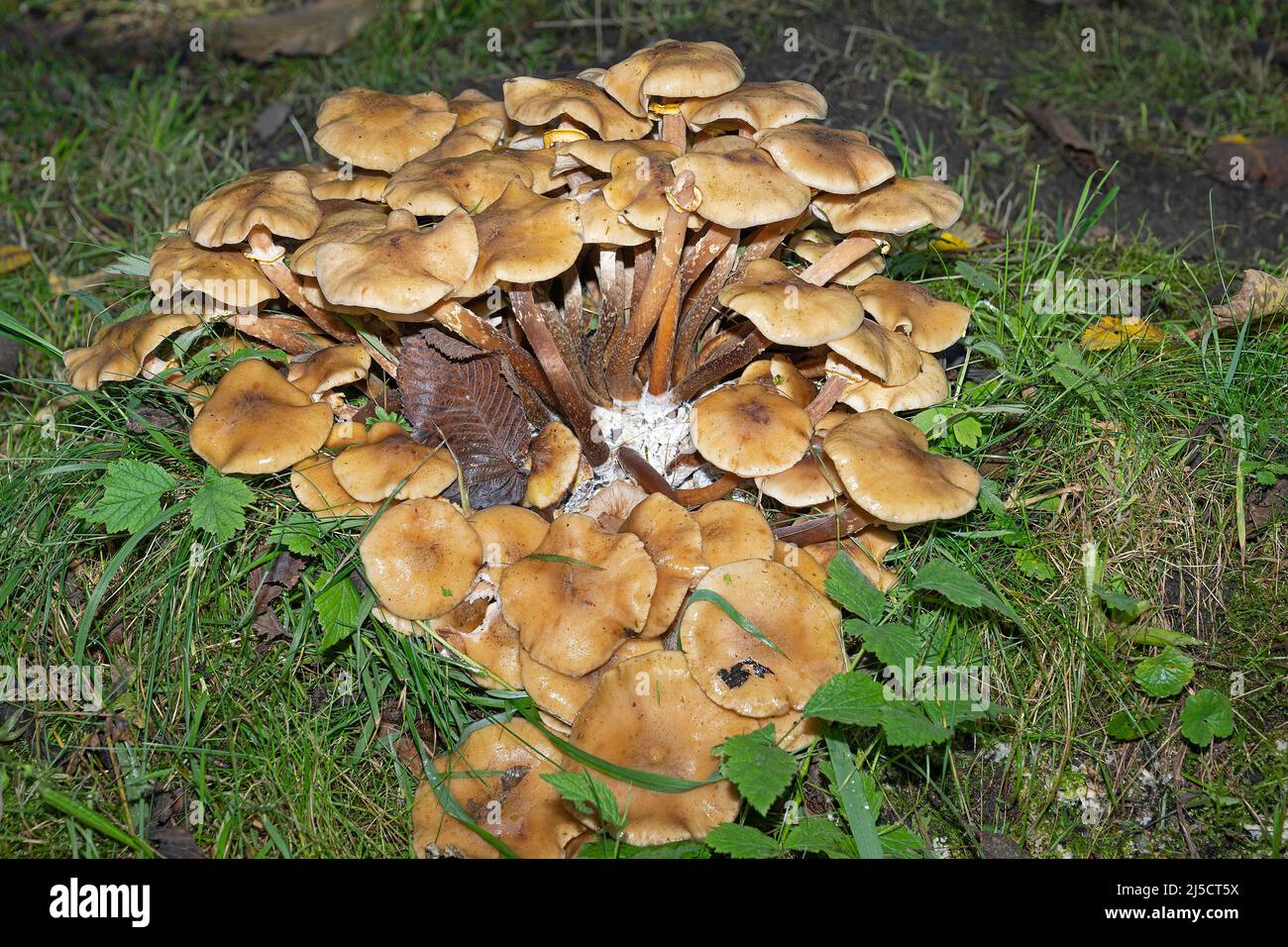 Mushrooms on the edge of the forest, Inner Switzerland Stock Photo