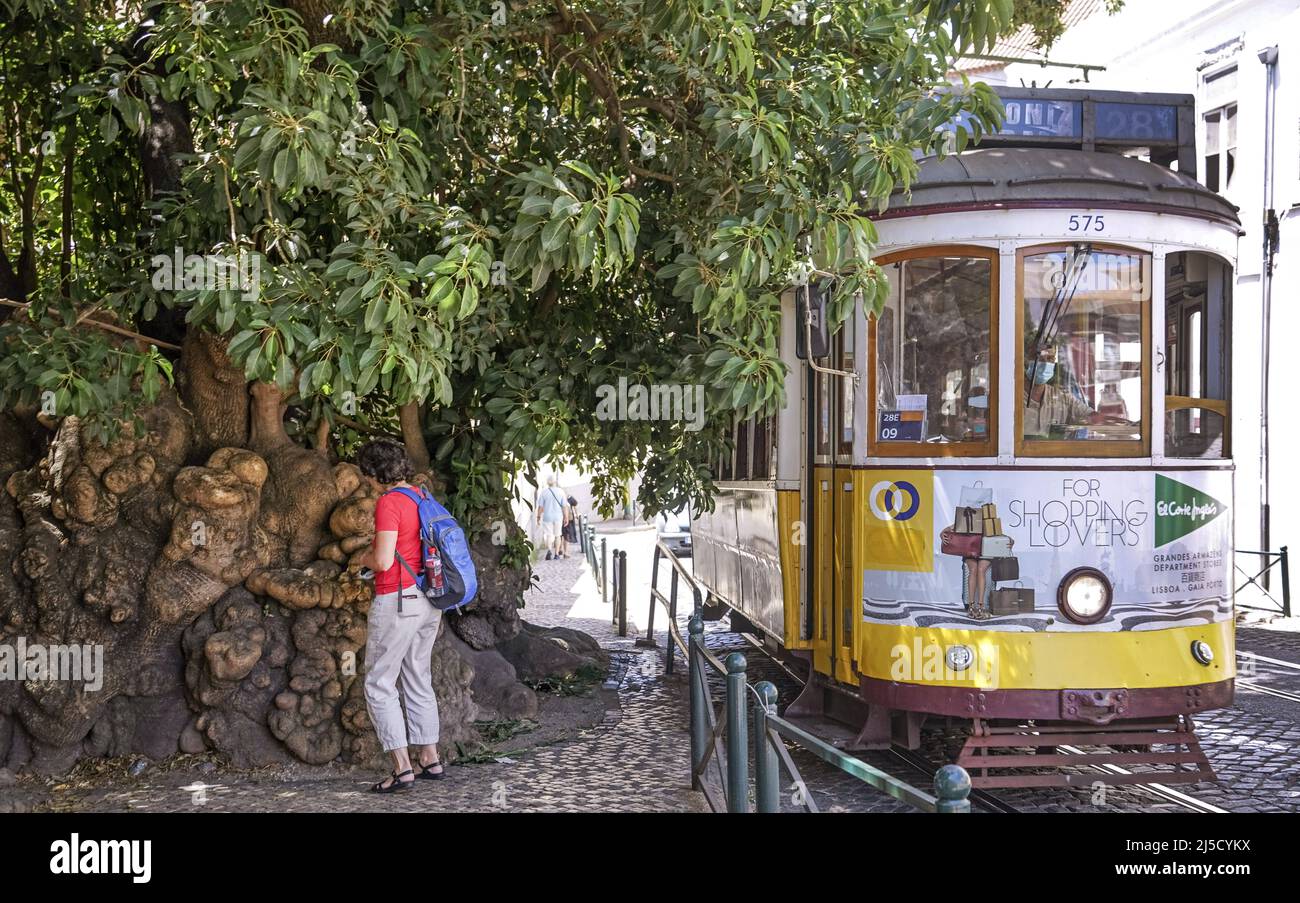 Portugal, Lisbon, 29.07.2020. Ombu tree (Phytolacca dioica) and streetcar (Electrico 28) in Lisbon on 29.07.2020. [automated translation] Stock Photo