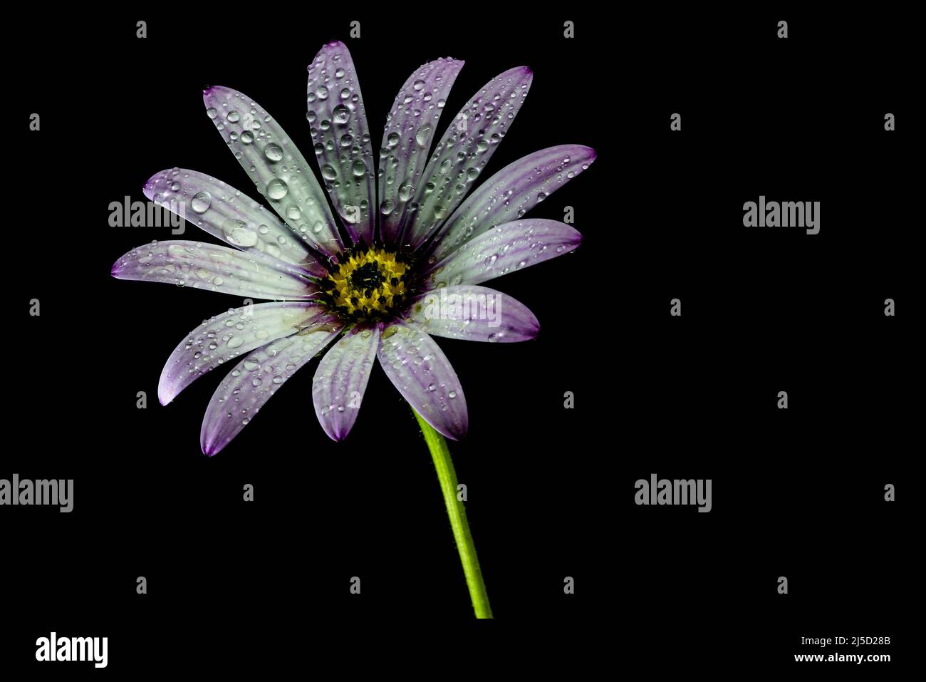 Gerber daisy isolated on black background Stock Photo