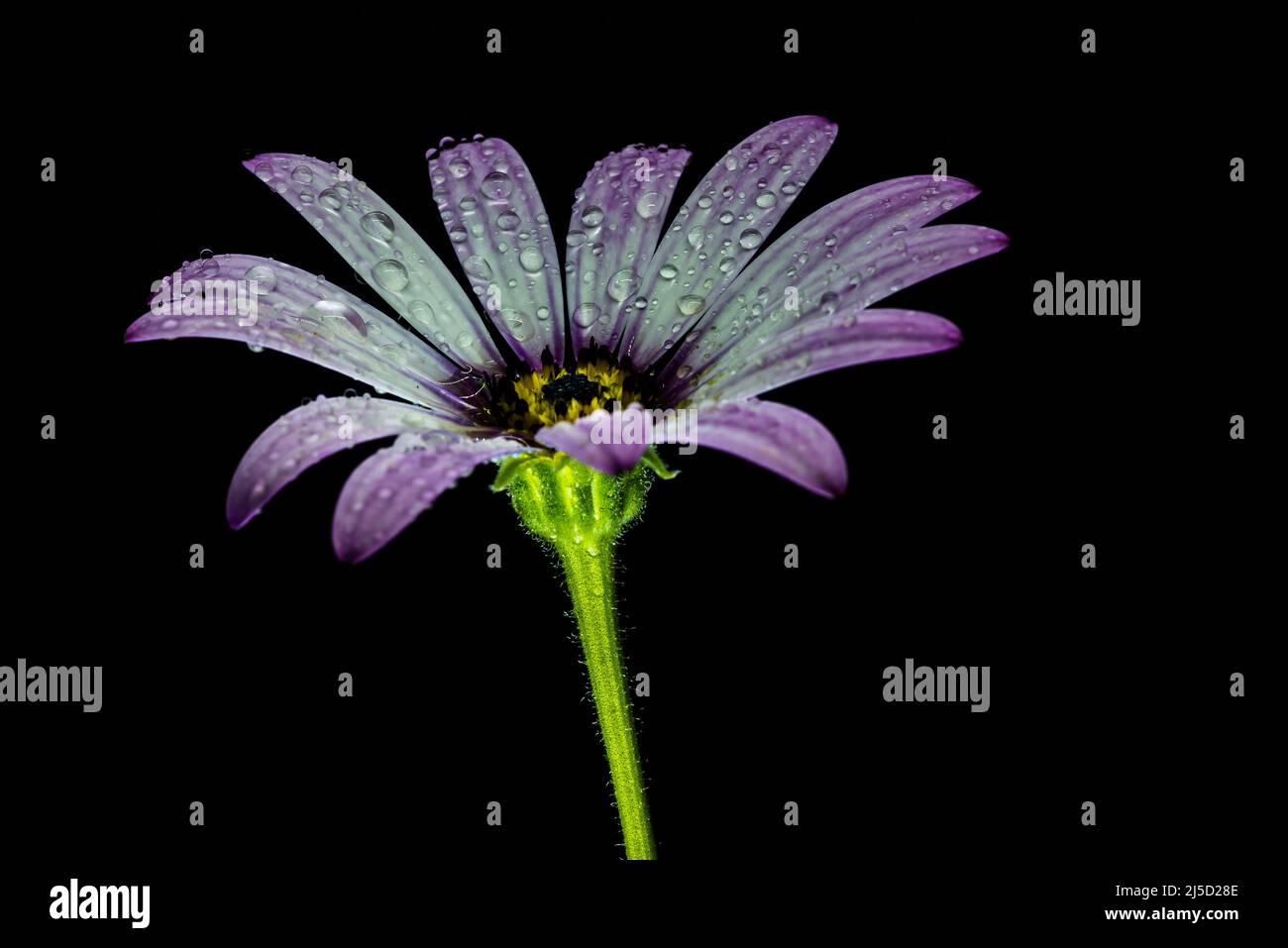 Gerber daisy isolated on black background Stock Photo