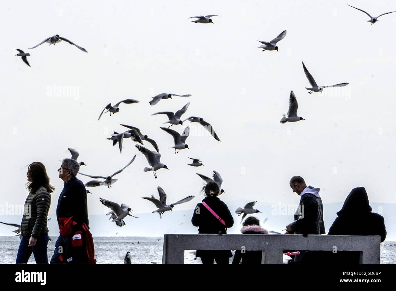 Izmir, Turkey, 23.03.2022 - Seagulls on the beach of Izmnir. [automated translation] Stock Photo
