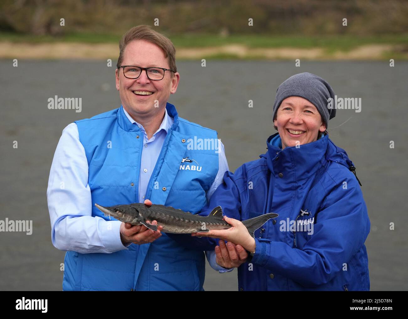 Brandenburg, Germany. 22nd Apr, 2022. 22 April 2022, Brandenburg, Angermünde/Ot Criewen: Jörg-Andreas Krüger (l), Nabu President, and Aija Torkler, Head of the Nabu Adventure Center Blumberger Mühle, place a young sturgeon in the water of the Oder River in the Lower Oder Valley National Park near the Stützkow lookout tower. The Nabu Center Blumberger Mühle, together with the Leibniz Institute of Freshwater Ecology and Inland Fisheries (IGB) and the pond management Blumberger Teiche, released about 500 young Baltic sturgeon into the Oder River. Sturgeon stocking in the border river has been tak Stock Photo
