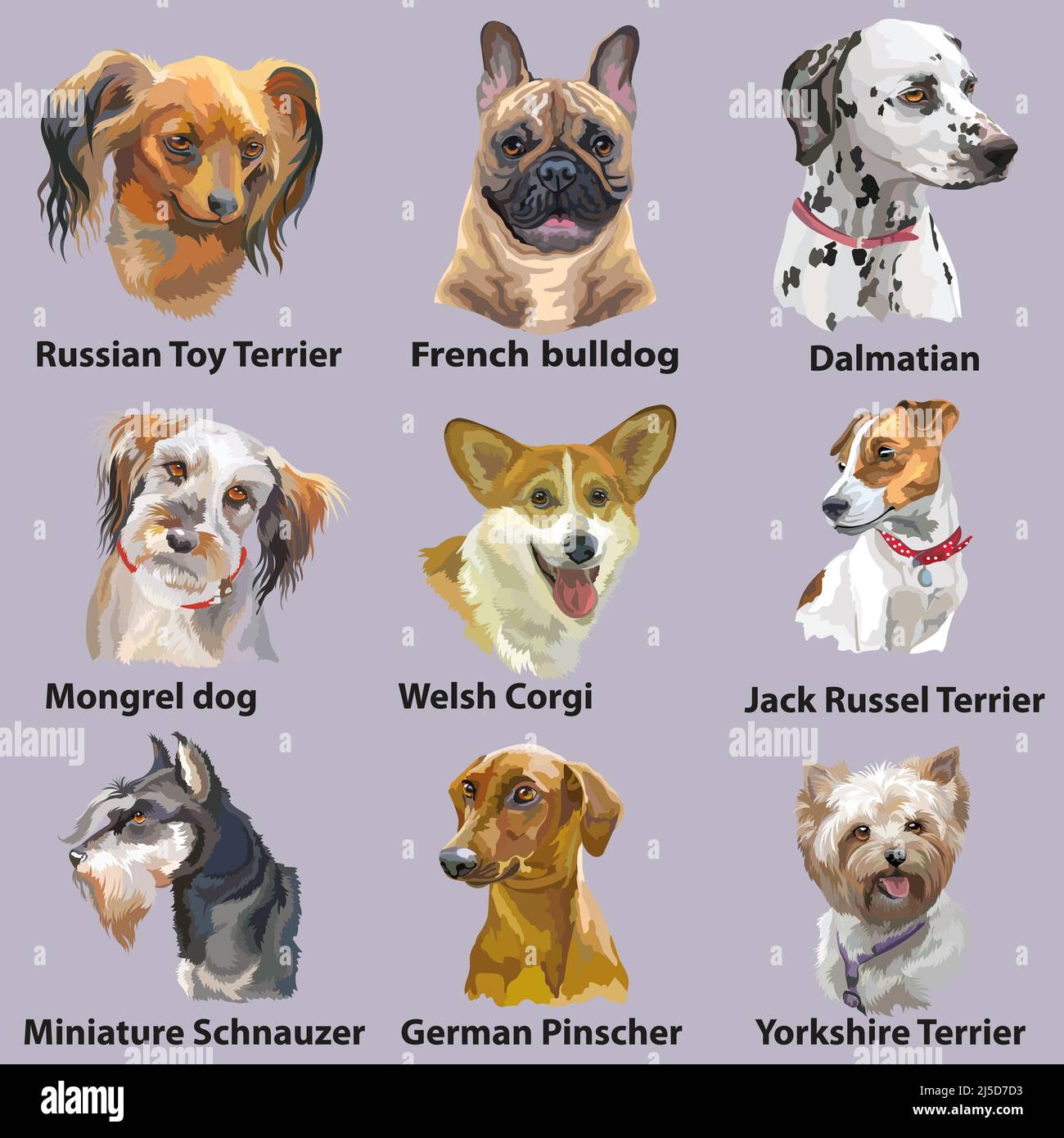 Corgi bulldog sales