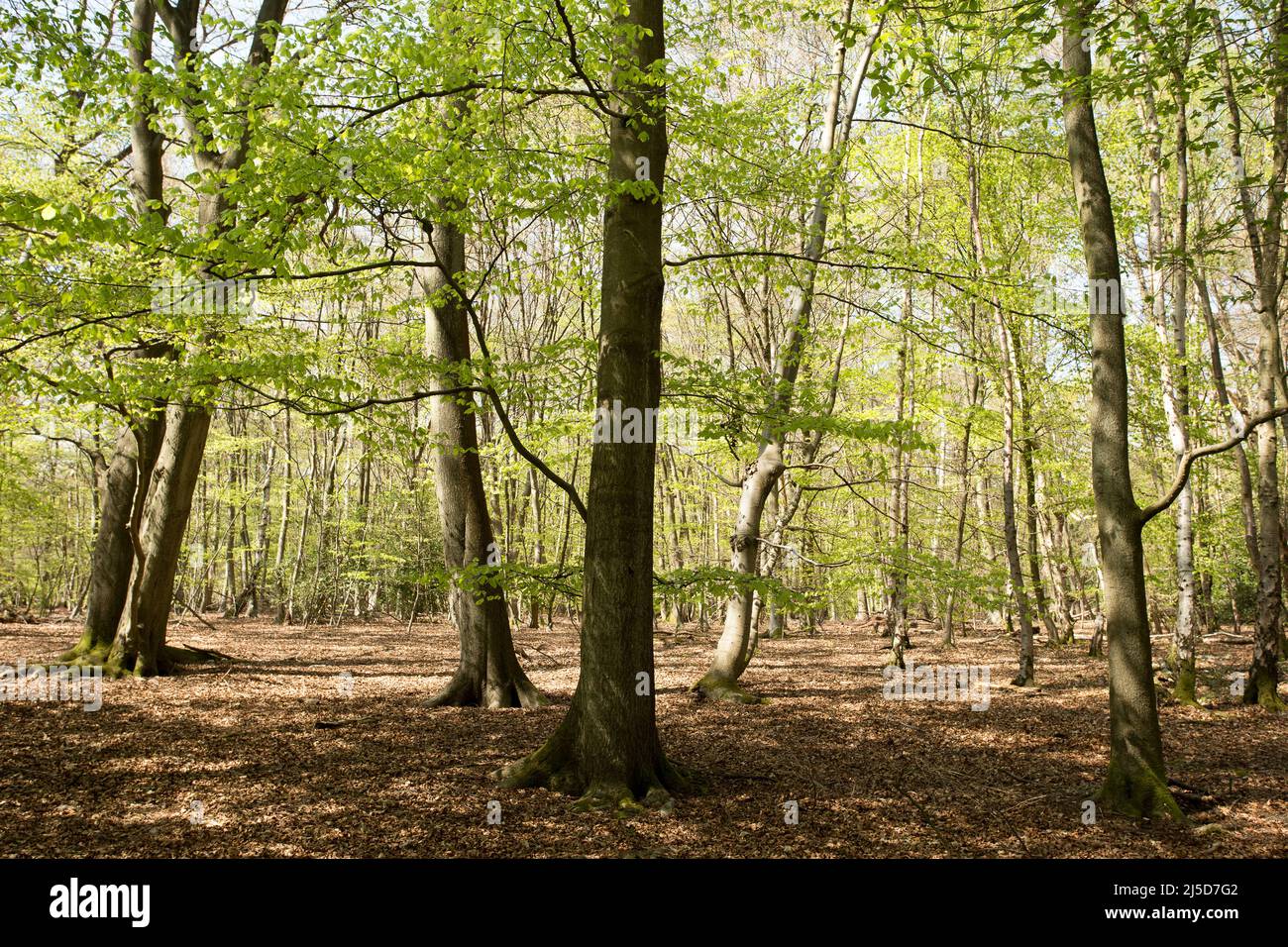 Little Monk Wood Epping Forest Essex, England UK Europe Stock Photo Alamy