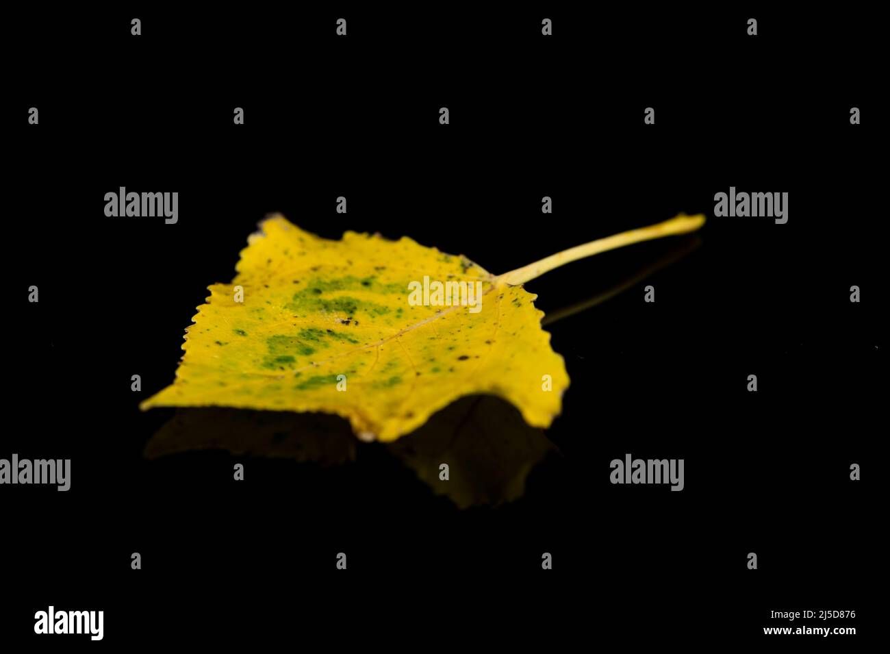 A beautiful picture of a leaf on a black background Stock Photo