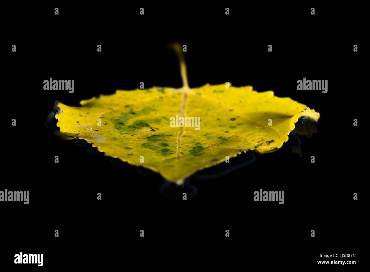A beautiful picture of a leaf on a black background Stock Photo