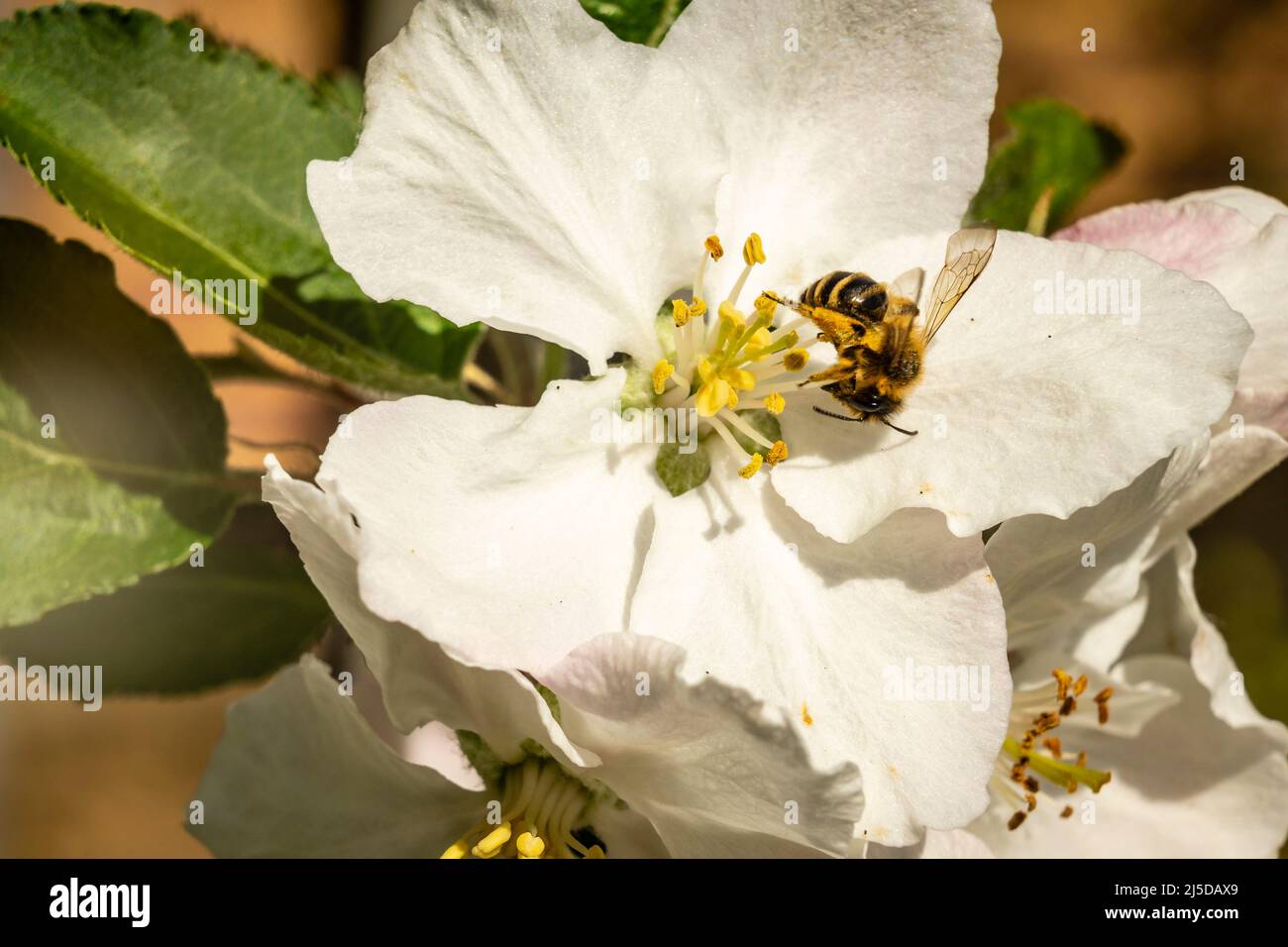 Honey bee pollinating apple blossom Stock Photo