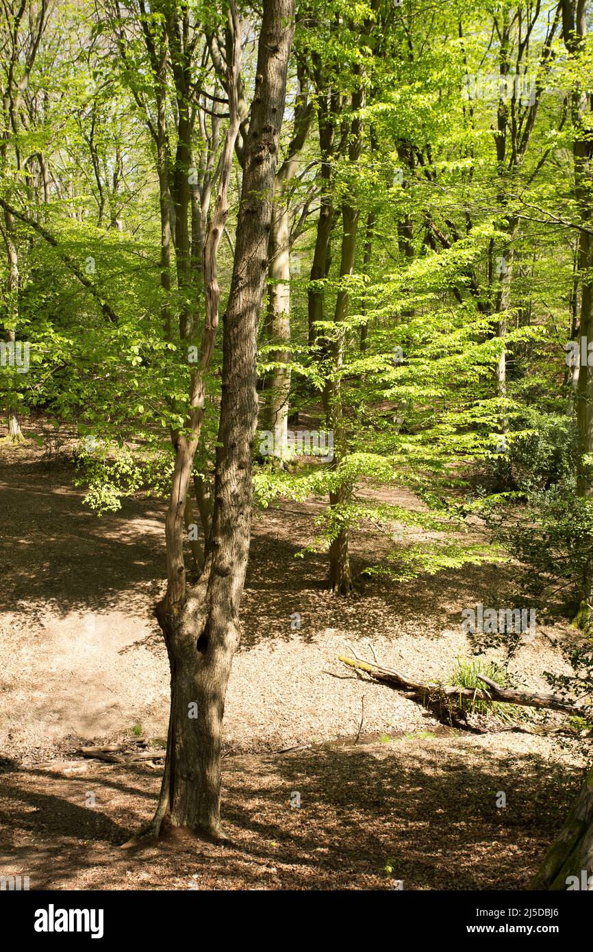 Little Monk Wood Epping Forest Essex, England UK Europe Stock Photo Alamy