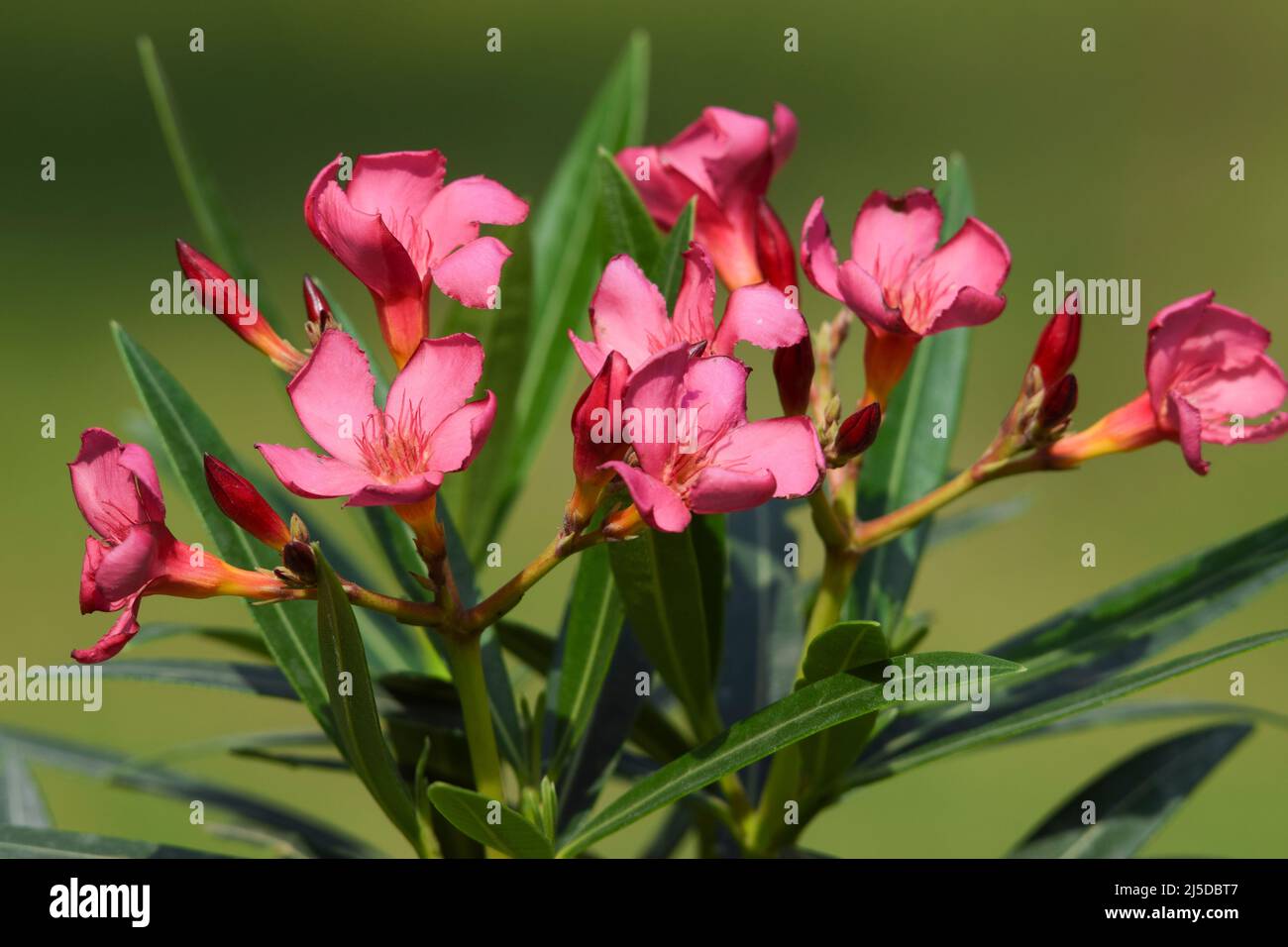 Close up of Cascabela thevetia flowers also known as Kaner flower. Dark pink color Nerium oleander flowers bunch foliage in green background. Beautifu Stock Photo