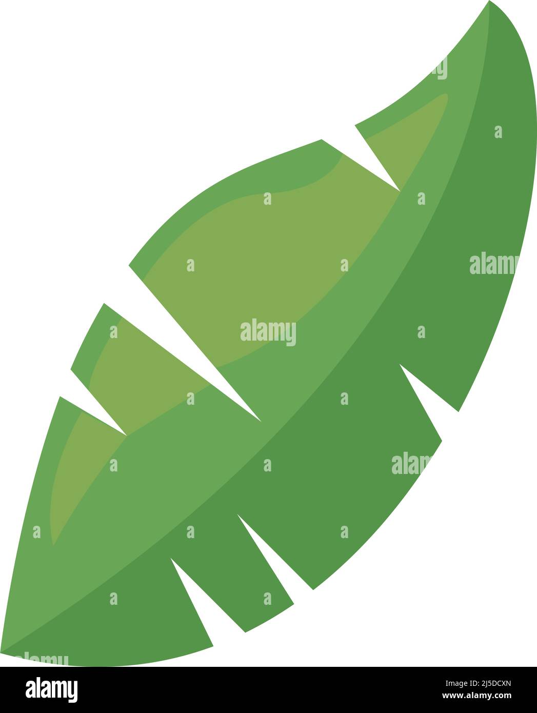 tropical leaf palm Stock Vector Image & Art - Alamy