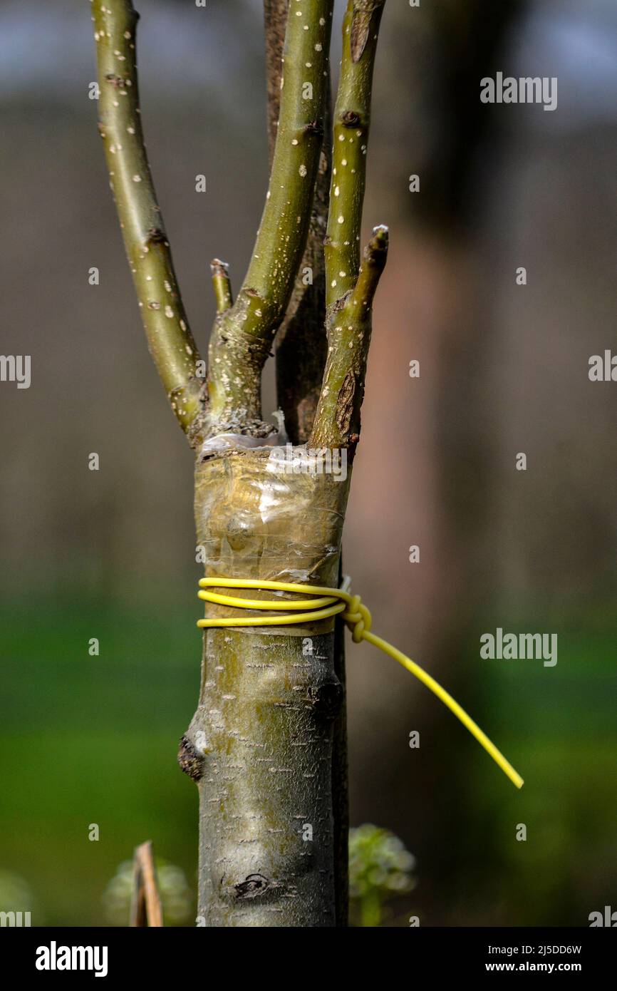 grafted tree in an orchard Stock Photo - Alamy