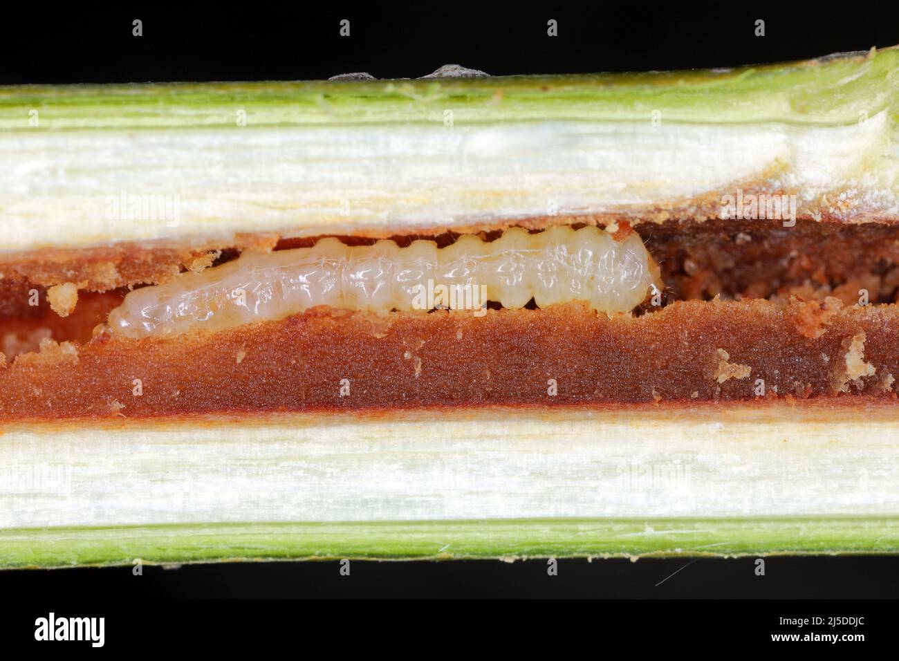 Larva of a longhorn beetle Oberea oculata in the branch of a willow