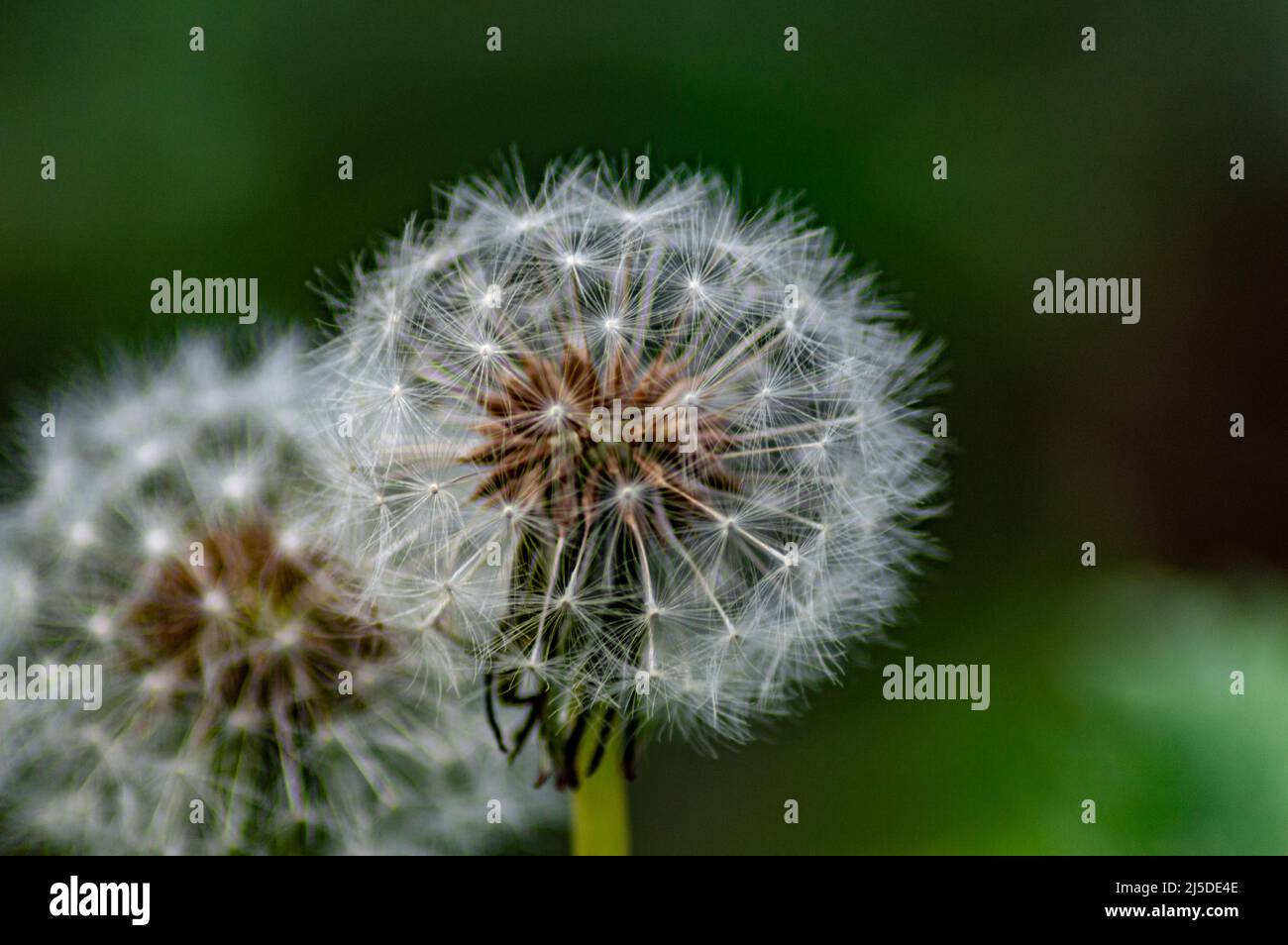 Dandelion seed heads Stock Photo
