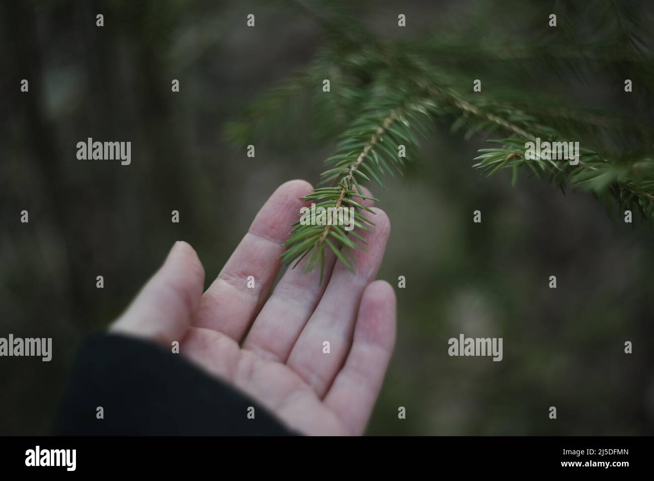 Forest care ecology, hand holding fir tree branch. Fluffy branches of a evergreen fir trees.  Stock Photo