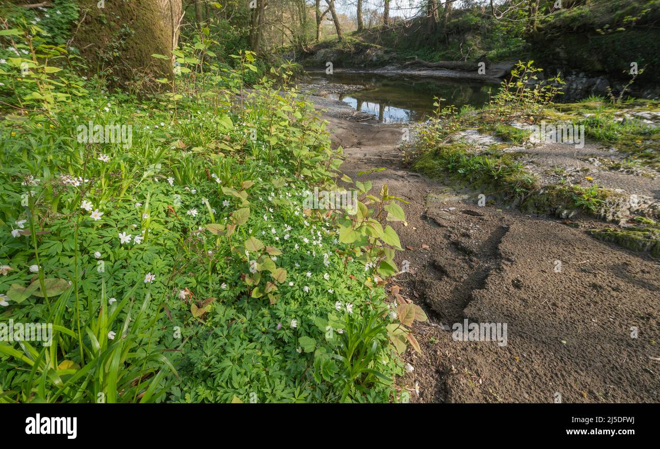 Japanese knotweed frowing among wood anemones on the bank of the River Cothi Stock Photo