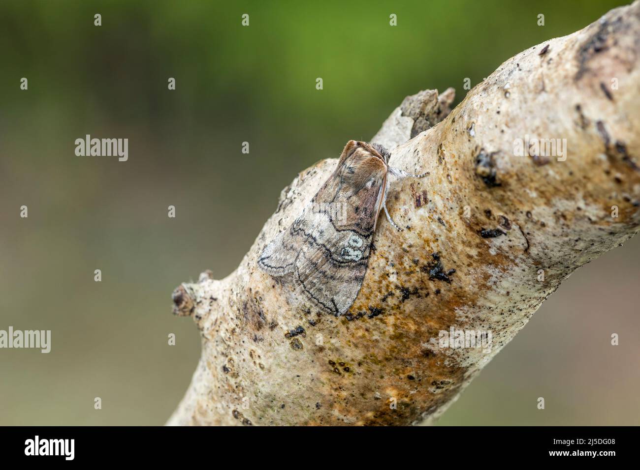 Figure of Eighty Moth; Tethea ocularis; on Branch; UK Stock Photo - Alamy