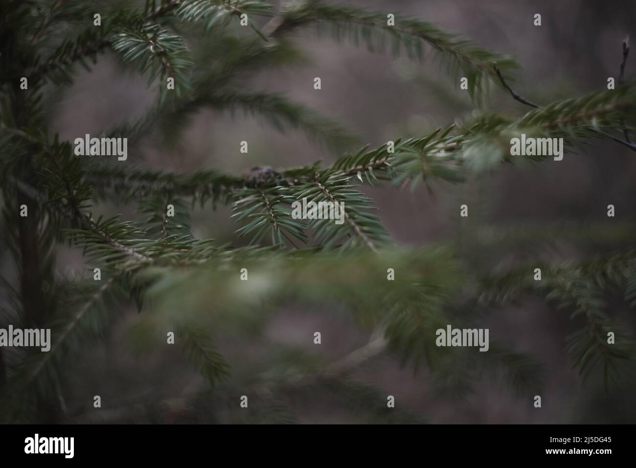 Fluffy branches of a evergreen fir trees. Christmas wallpaper or postcard concept. Close-up.  Stock Photo