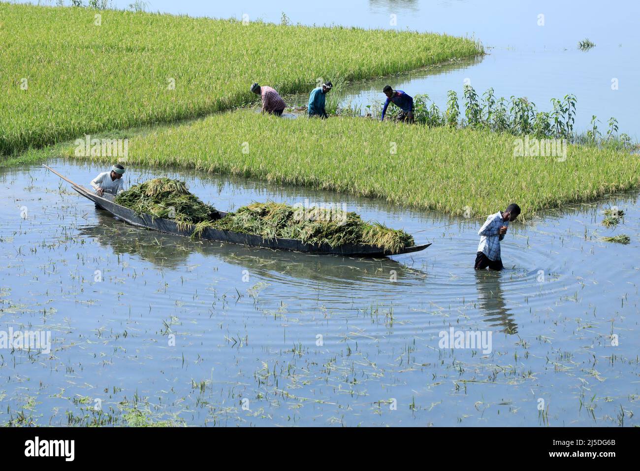 Sunamganj, Bangladesh. 21st Apr, 2022. Farmer carrying paddy on a boat  after harvesting at a flooded field in a haor at Sunamganj, Bangladesh.  Weeks after the first blow of early flash flood,