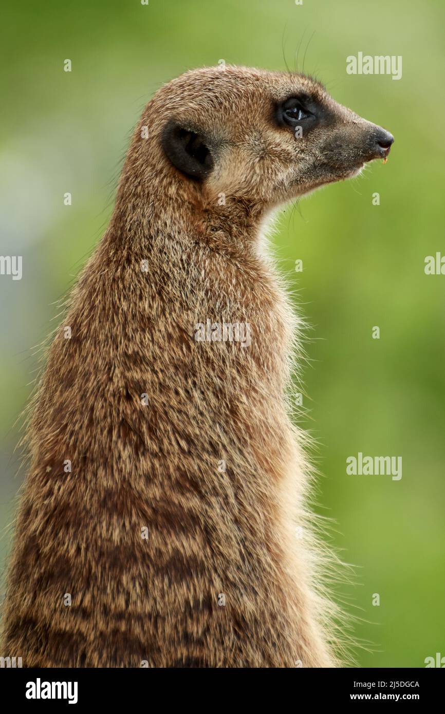 Close-up of a meerkat (Suricata suricatta) standing up tall to enjoy the sun Stock Photo