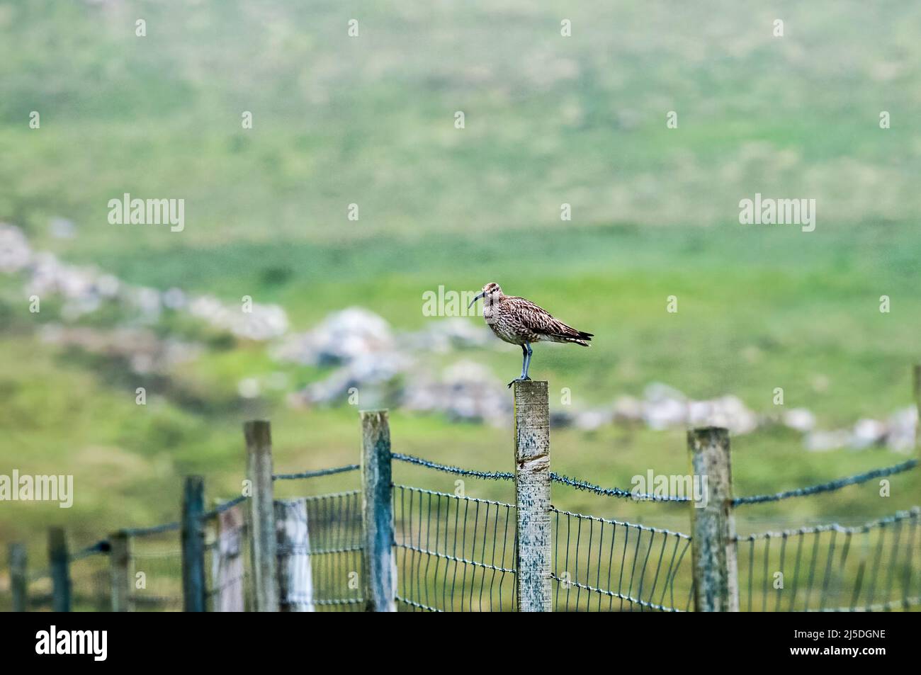 A whimbrel, Numenius phaeopus, standing on a fencepost. On the island of Fetlar, Shetland. Stock Photo
