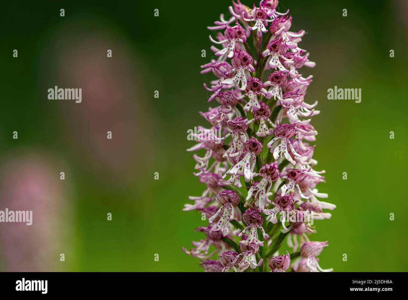 Monkey Orchid Crossed with Lady Orchid; UK Stock Photo