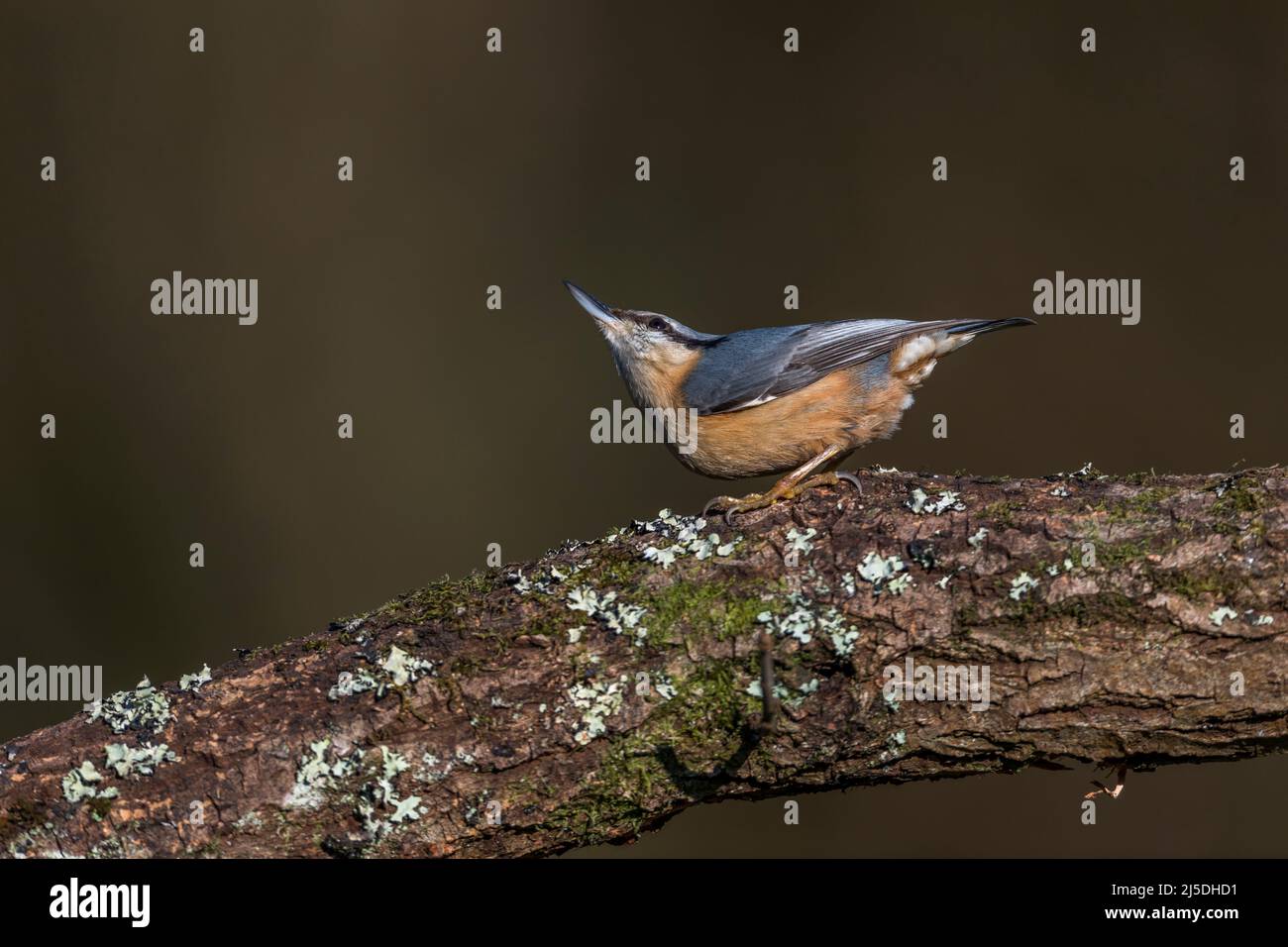 Nuthatch; Sitta europaea; on Log; Looking Up; UK Stock Photo