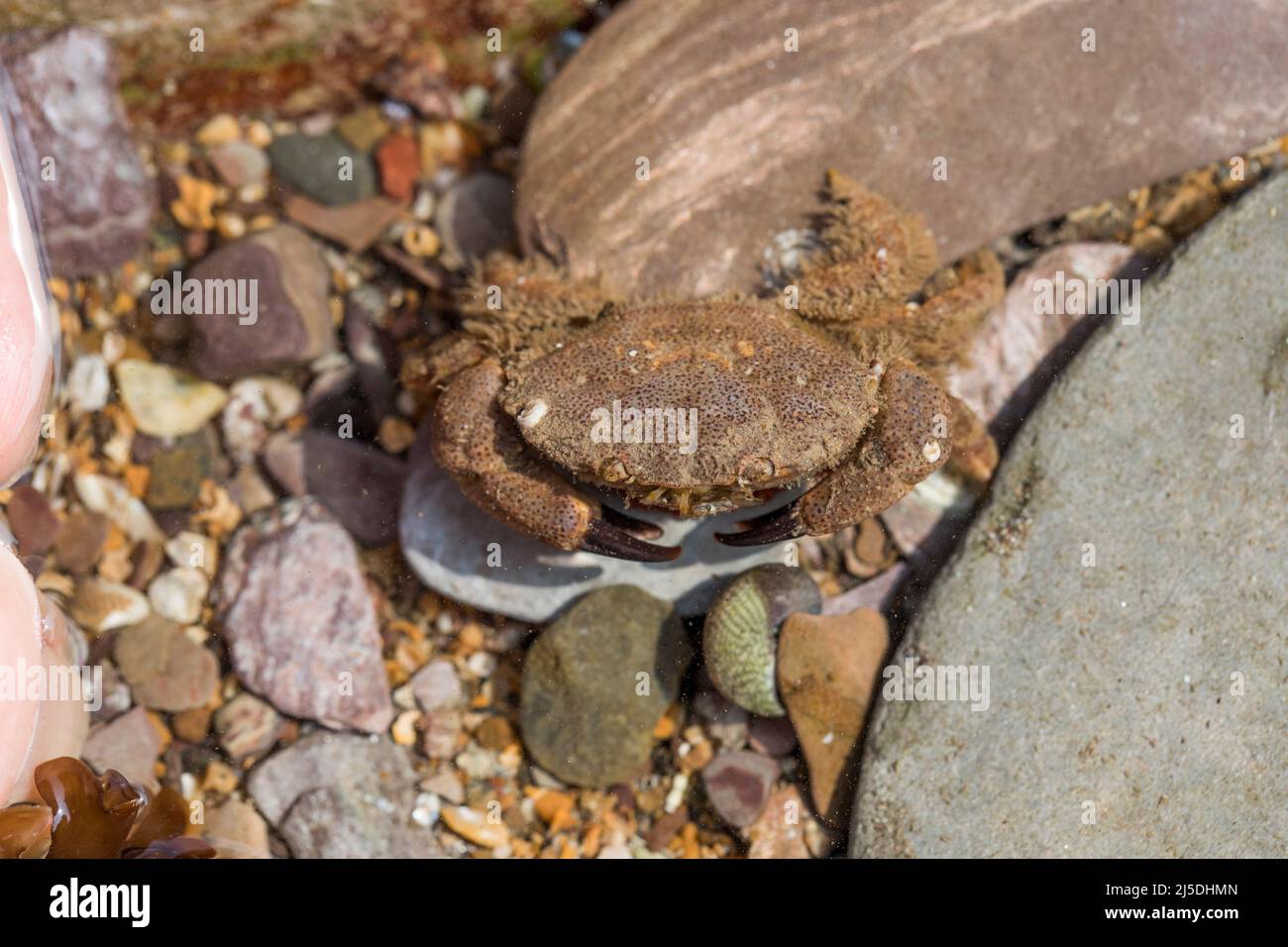 Risso's Crab; Xantho pilipes; Rock Pool; UK Stock Photo