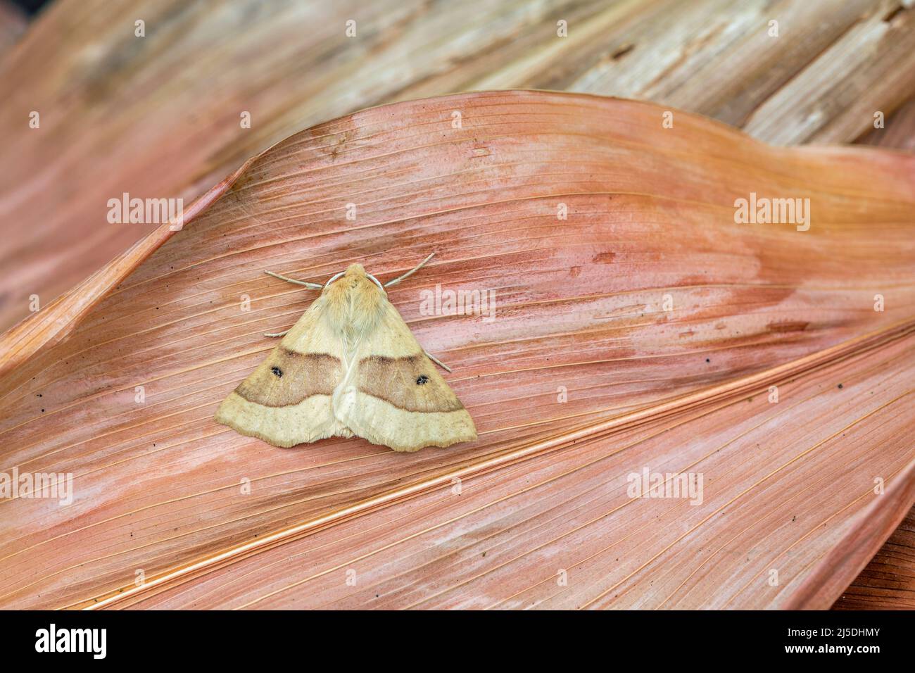 Scalloped Oak Moth; Crocallis elinguaria; UK Stock Photo