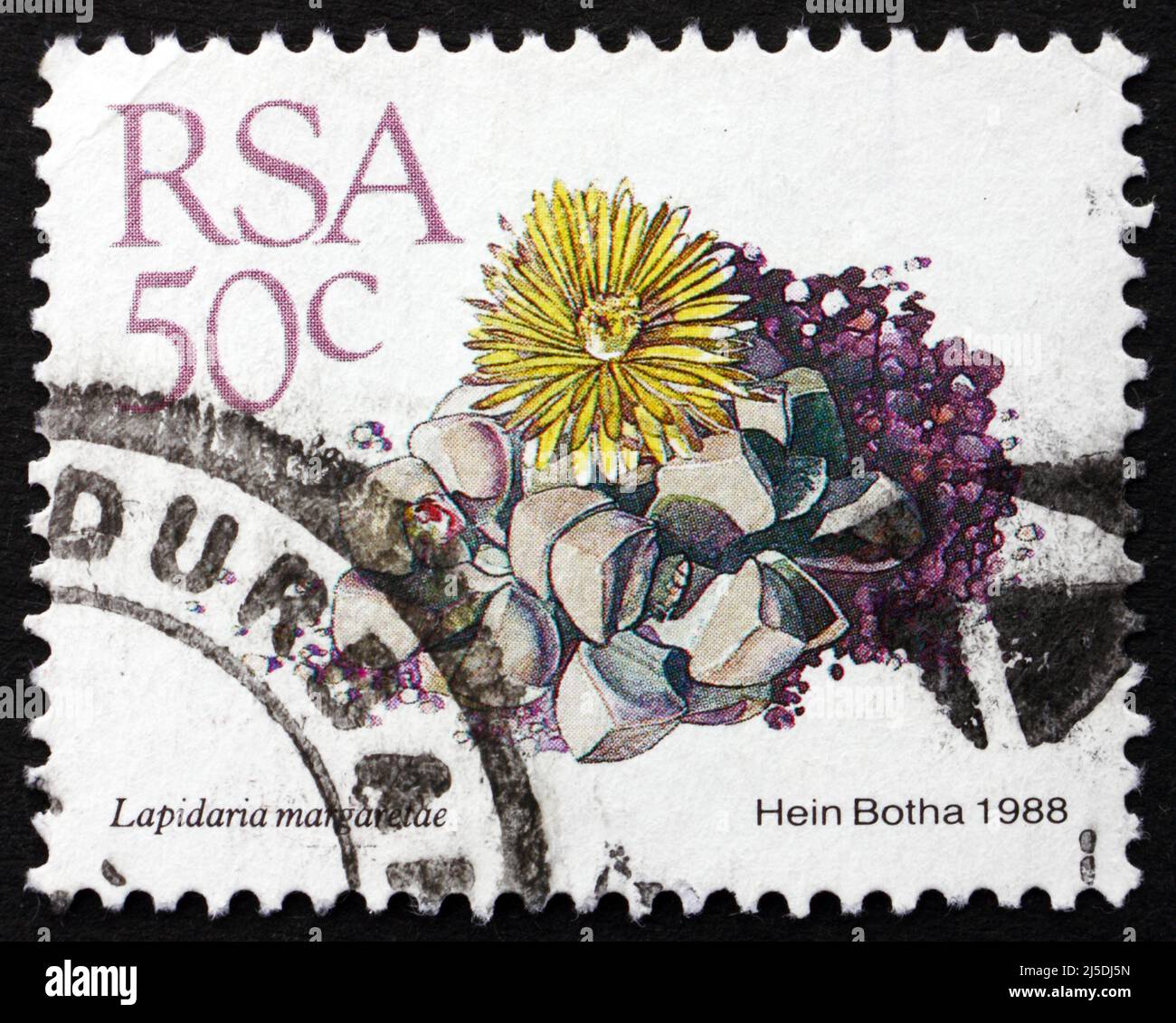 SOUTH AFRICA - CIRCA 1988: a stamp printed in South Africa shows Karoo Rose, Lapidaria Margaretae, Dwarf Succulent Plant, circa 1988 Stock Photo