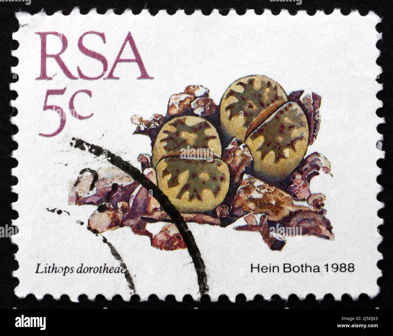 SOUTH AFRICA - CIRCA 1988: a stamp printed in South Africa shows Living Stones, Lithops Dorotheae, Dwarf Succulent Plant, circa 1988 Stock Photo
