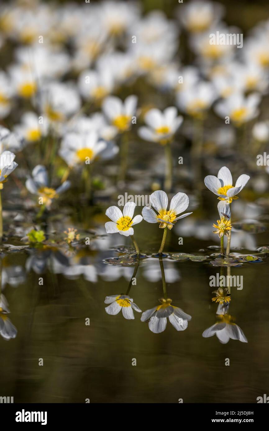 Water Crowfoot; Ranunculus aquatilis; Flowers; UK Stock Photo