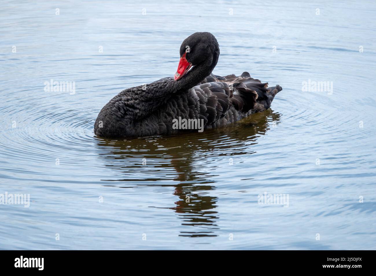 the black swan cygnus atratus a large waterbird Stock Photo