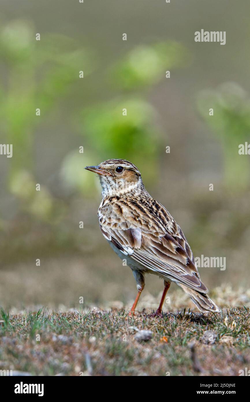Woodlark; Lullula arborea; UK Stock Photo Alamy