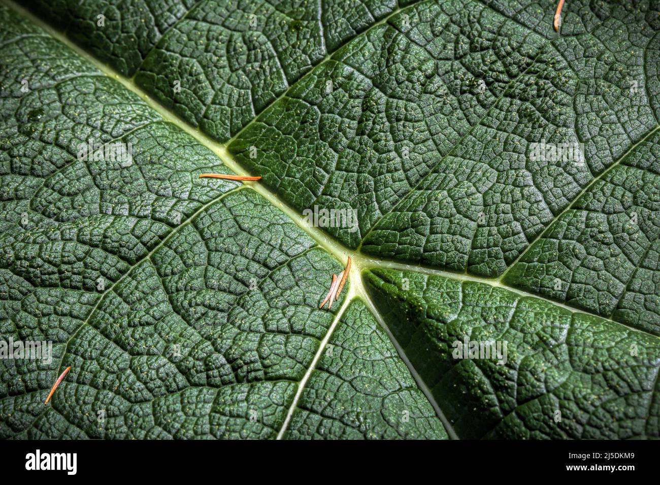 Giant rhubarb leaf close-up looks like drone view of grassy hills with milky rivers and creeks Stock Photo
