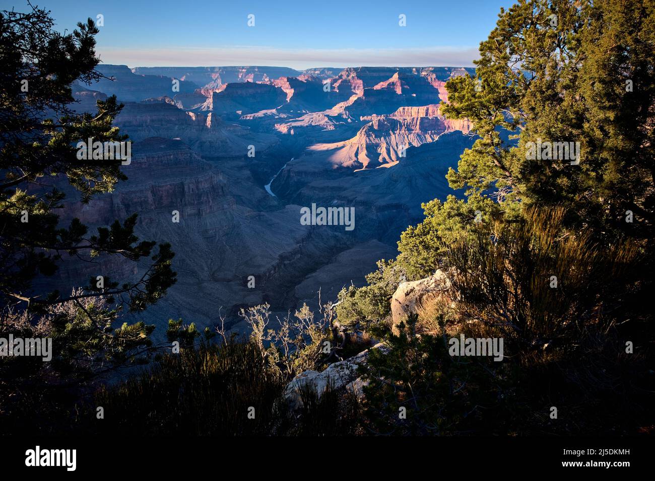 Looking through trees and bushes on Grand Canyon's South Rim, and through layers of time of time in the exposed rock to the Colorado River Stock Photo