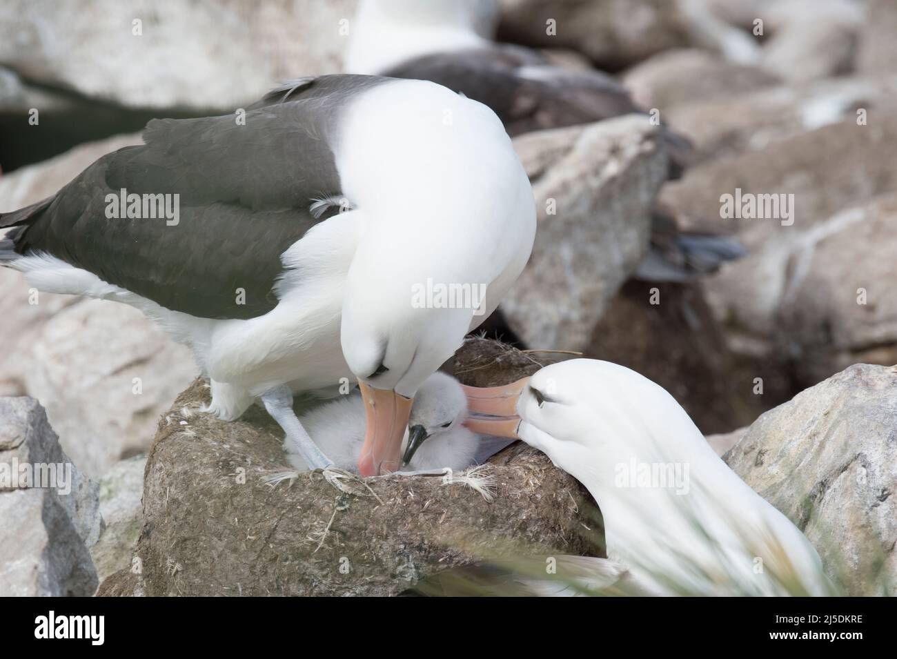 Black browed albatross Saunders Island Stock Photo