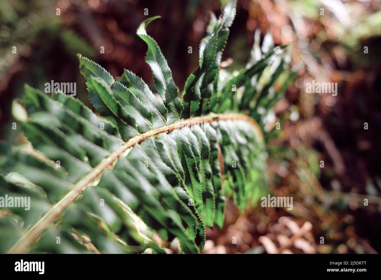 Close up of fern with shallow depth of field.  Line of frond leads across the frame from the lower left corner. Stock Photo