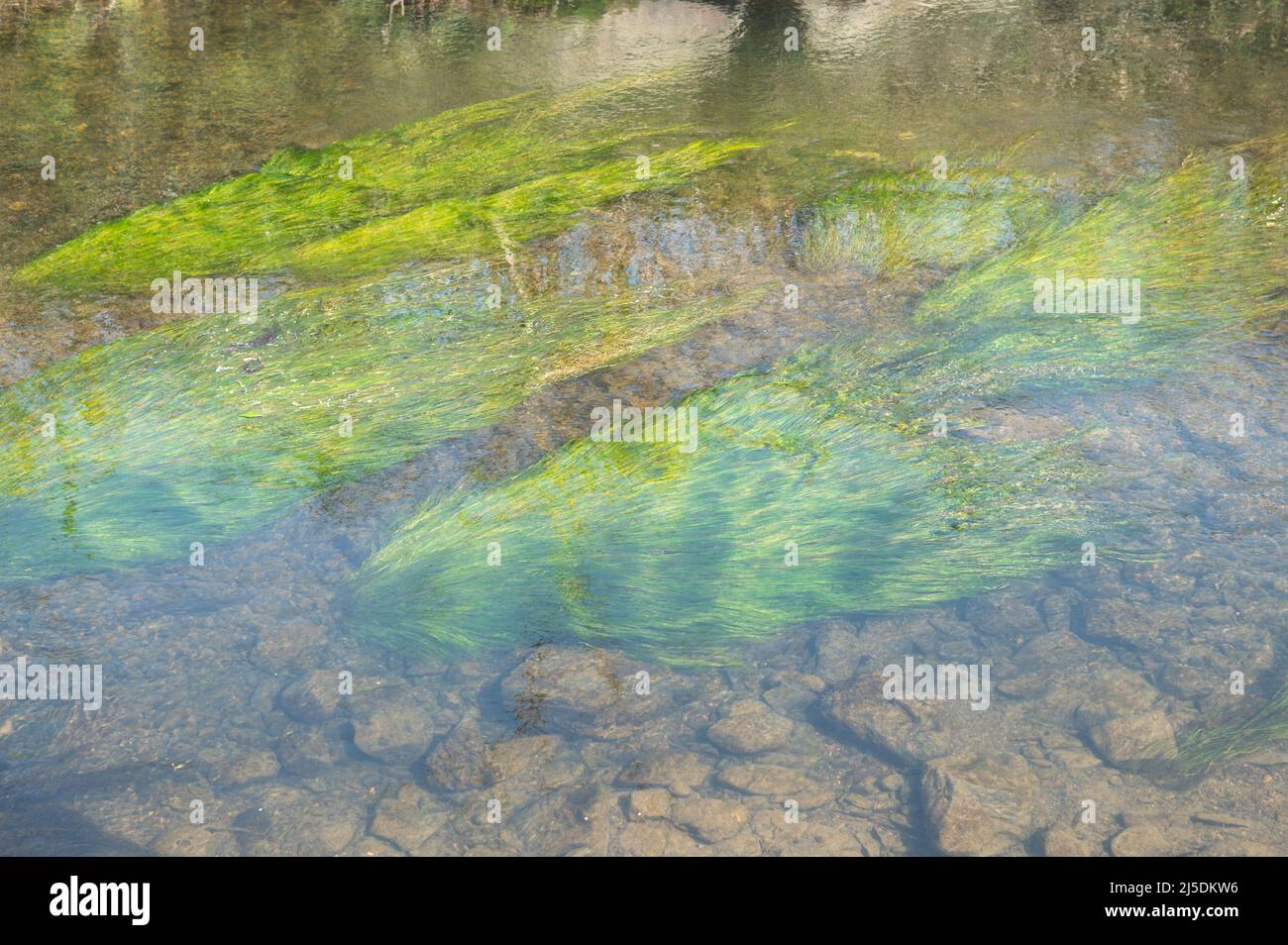 Ranunculus aquatic weed growing underwater in River Cynin, St Clears, Carmarthenshire, Wales, UK Stock Photo