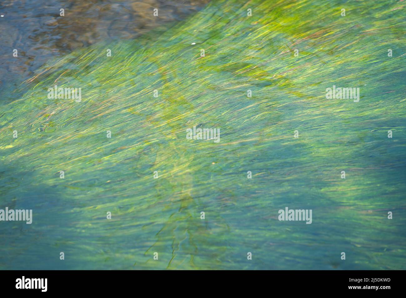 Ranunculus aquatic weed growing underwater in River Cynin, St Clears, Carmarthenshire, Wales, UK Stock Photo